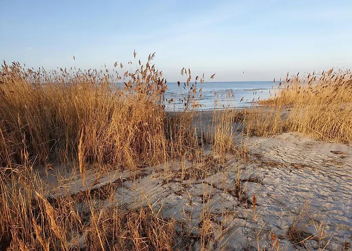 Austernfischer Marina *